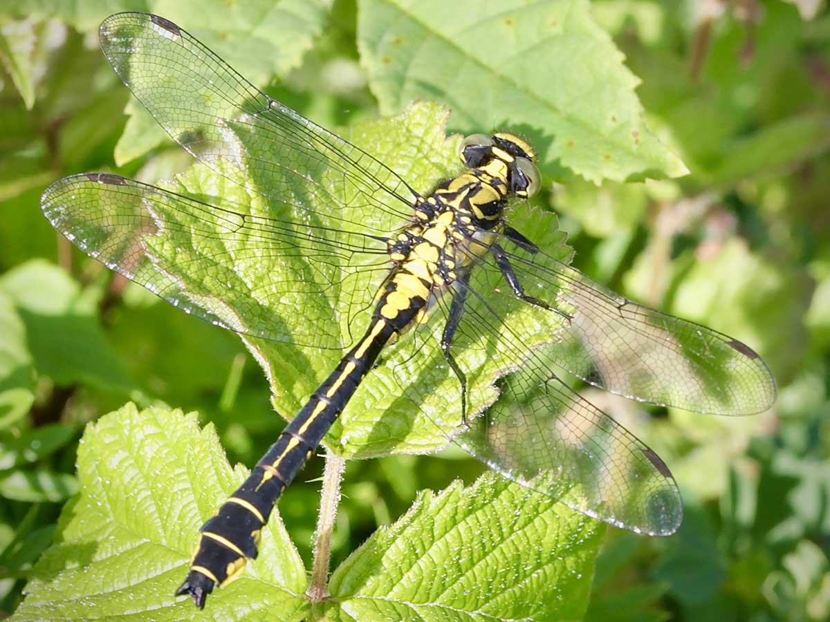Gomphus_vulgatissimus